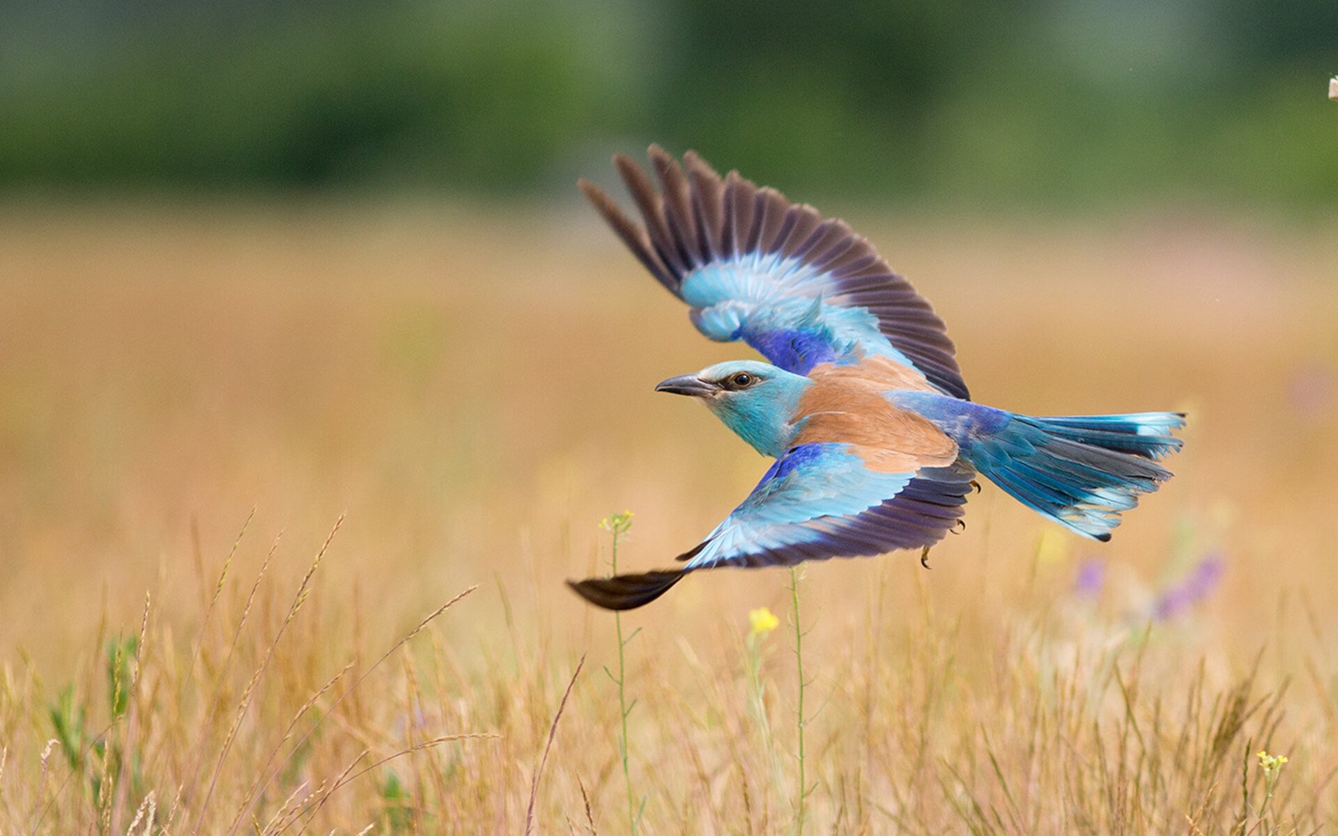 逆袭的共鸣,马刺翻盘鹈鹕如何映照库里在欧冠决赛的统治时刻