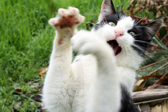 平行宇宙的交错回响,森林狼撕裂洛城防线,隐秘时空中福克斯王炸东决