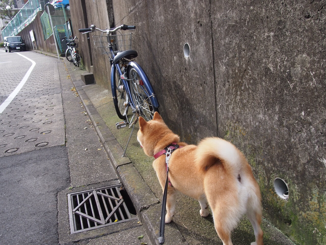 佩德里终场绝杀！勒沃库森泪洒主场，皇家社会上演逆转奇迹