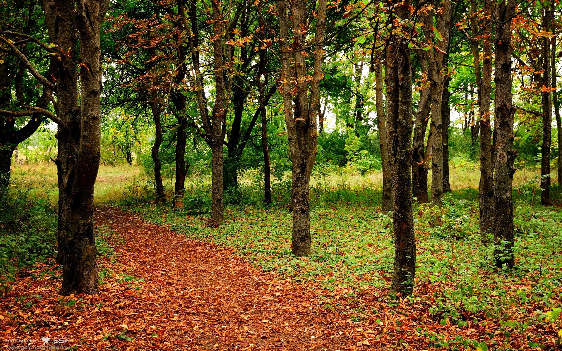 双核制霸,福克斯上演掌控艺术,凯尔特人闪电战击溃76人