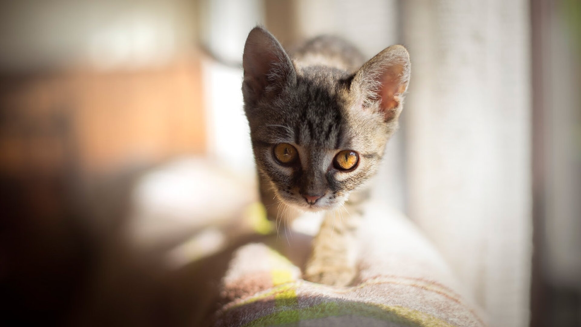 亚平宁星空下的三分盛宴,当篮球朱丽叶闯入力与美的意甲之夜