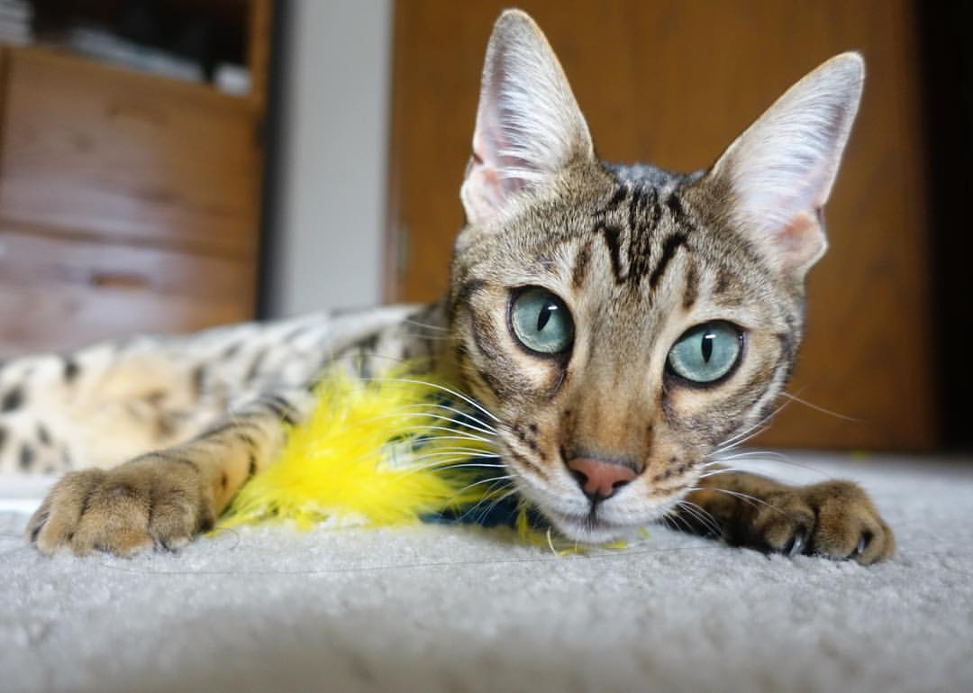 当弗拉霍维奇为深夜让位,一位球迷屏幕里的双重爆发