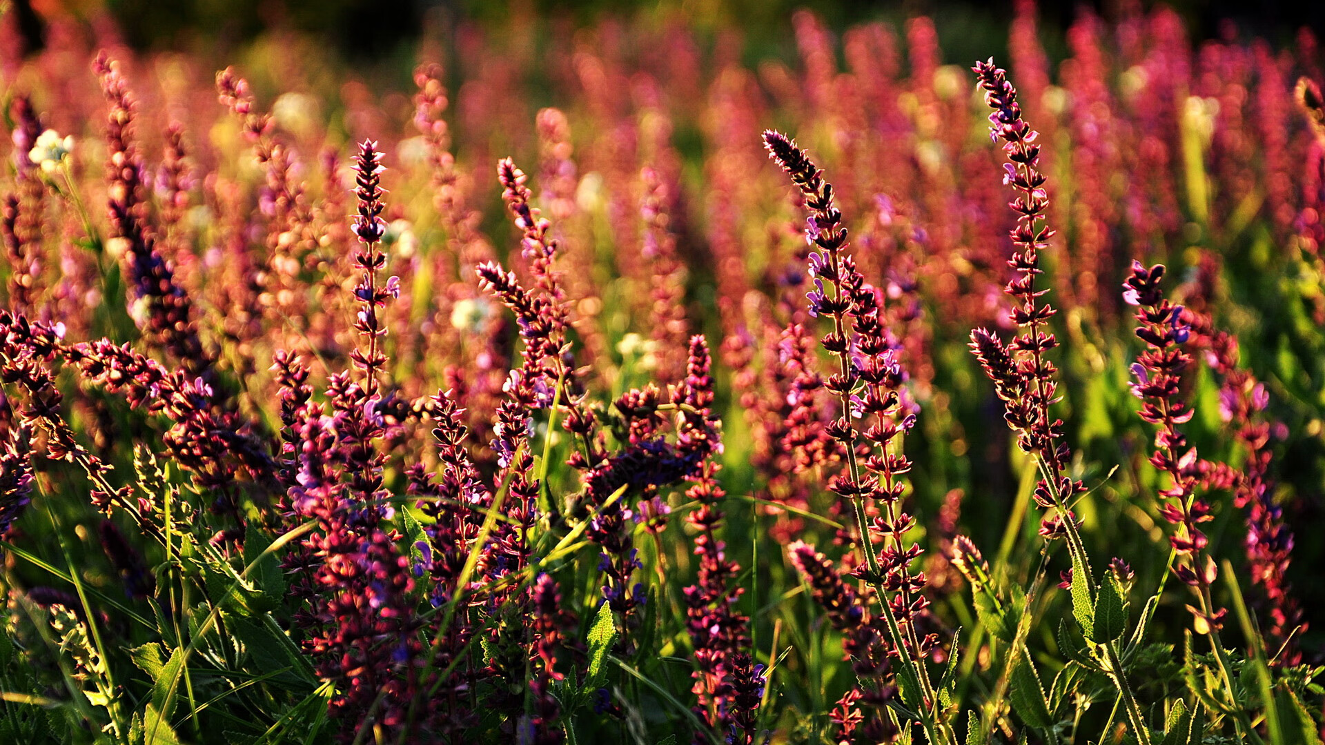 在淬炼中重生，萨内的硬仗艺术与曼城的生死之巅