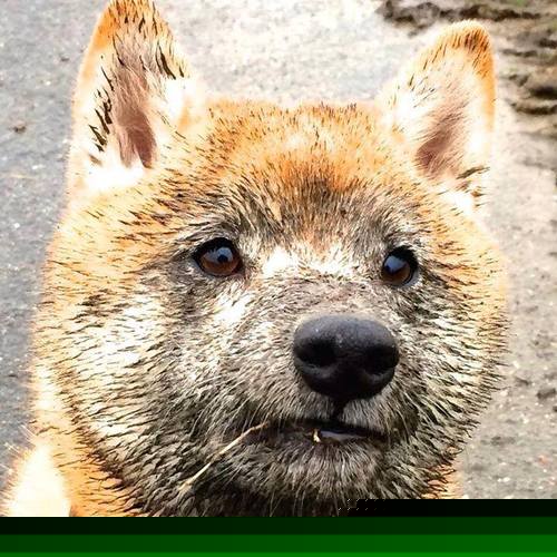 布伦森破网,东契奇封喉,NBA关键战的冰火两重天