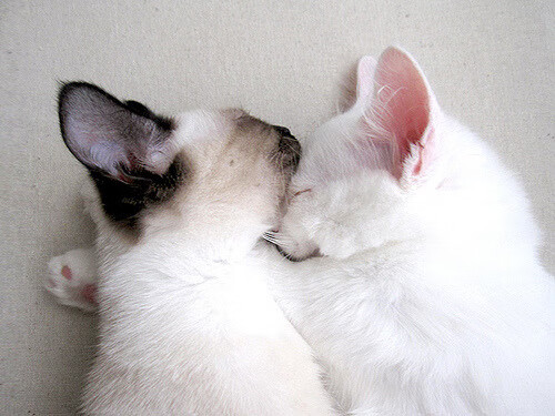 封神之夜与百年悬案，拉亚教科书式扑救背后的摩洛哥足球之谜