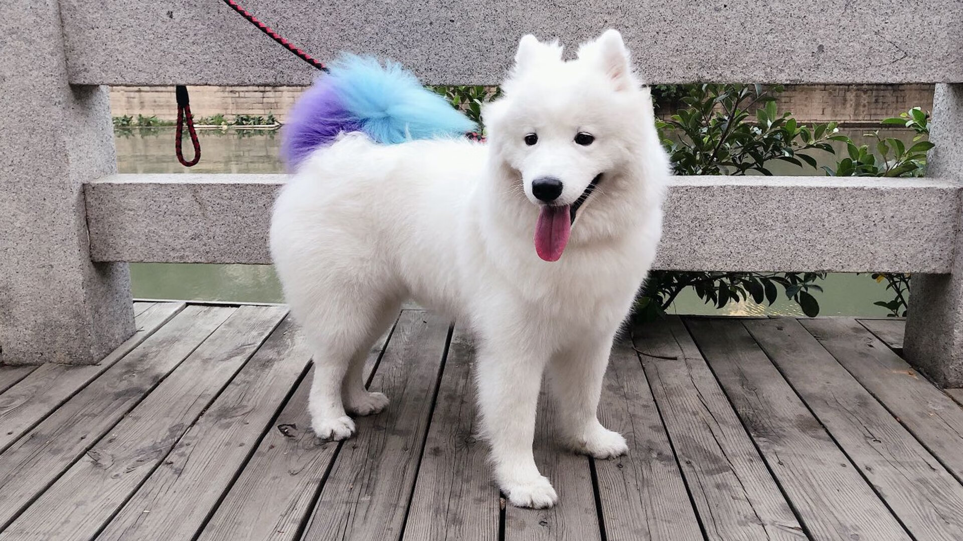 国际象棋与肌肉森林，当德罗赞成为国王对阵广厦的攻防转换核心