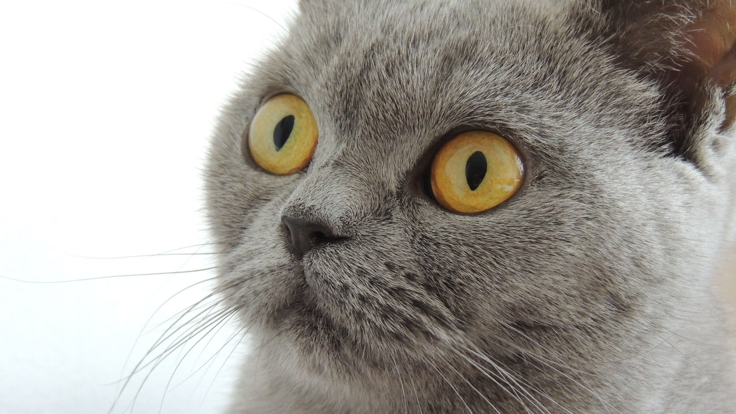 唯一天花板，灰熊之墙与赛车机器，竞技世界只认一种赢法