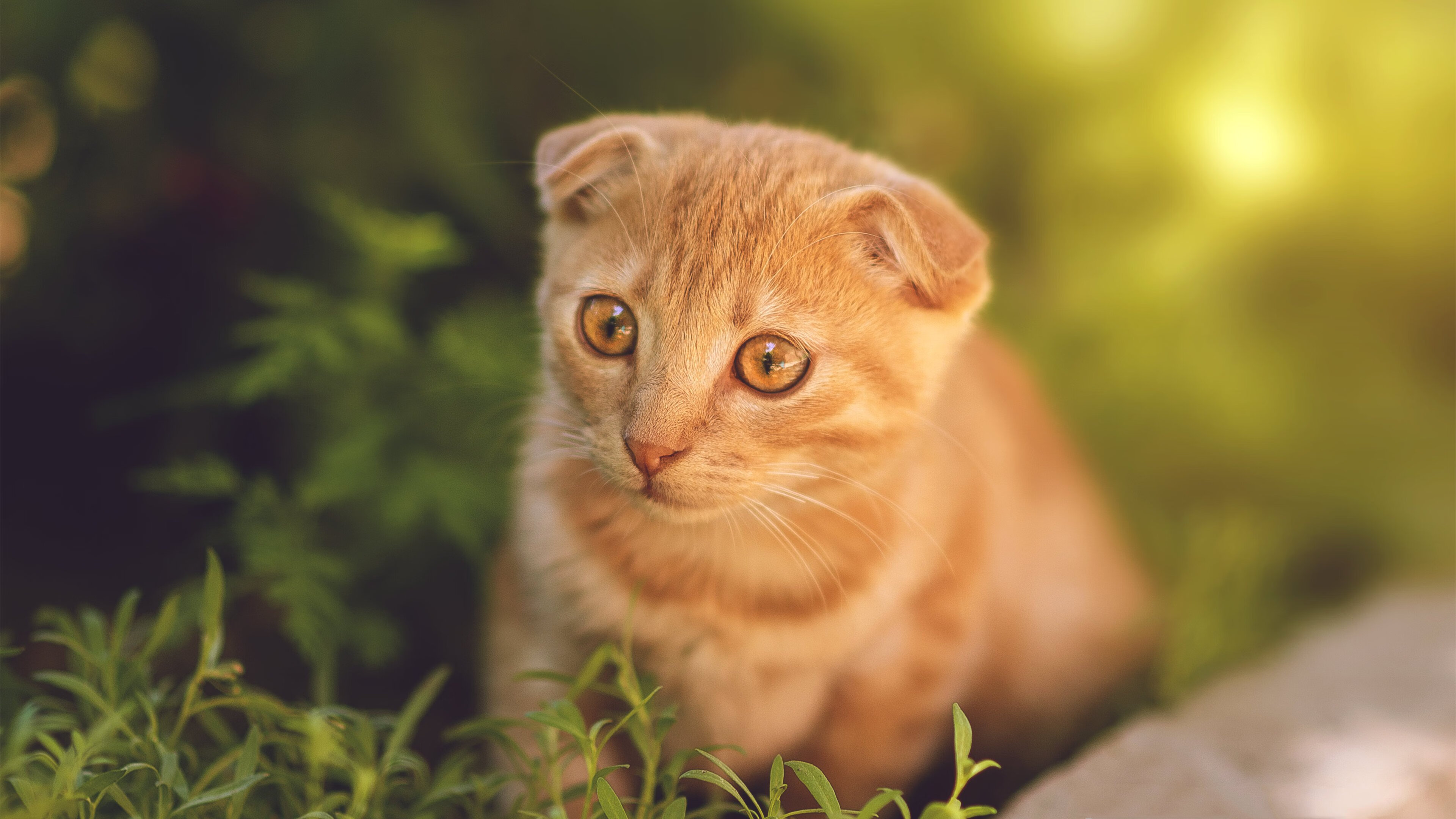 世界彼端的荣耀，当广厦的浪潮席卷太原，小贾伦在德国之巅升起
