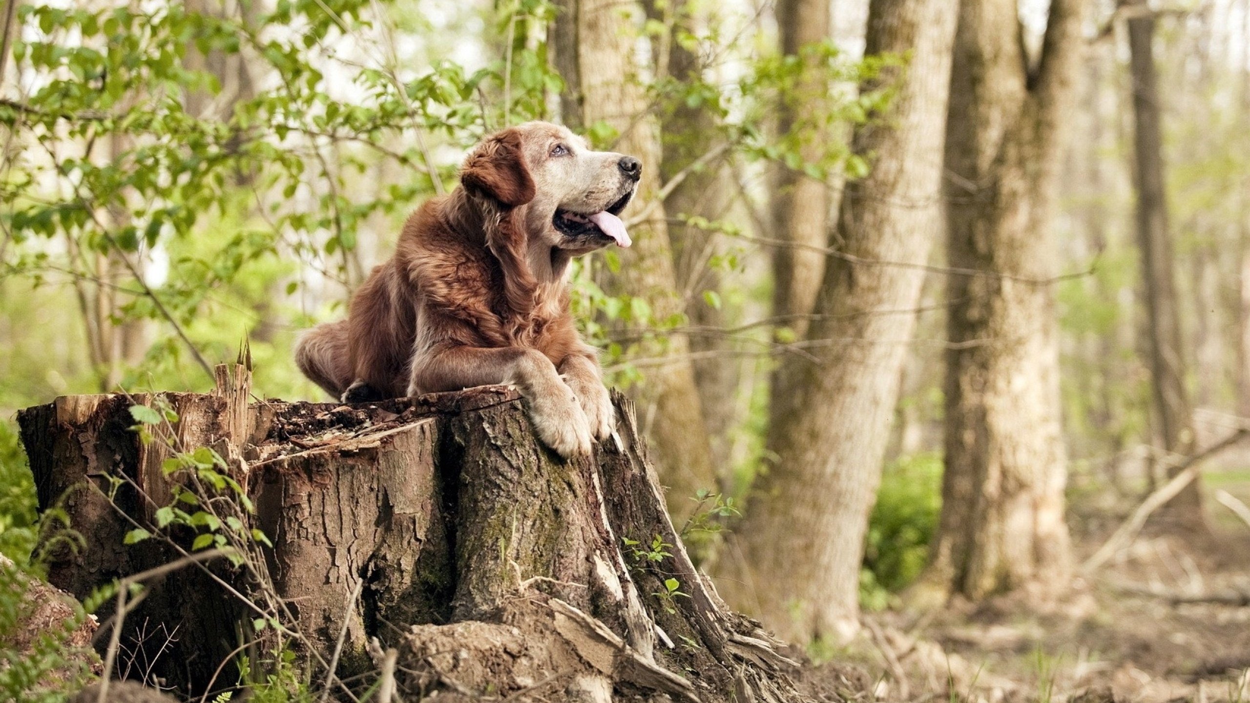 一己之力定乾坤,蒂亚戈闪耀全场,皇马正面击溃黄色潜水艇