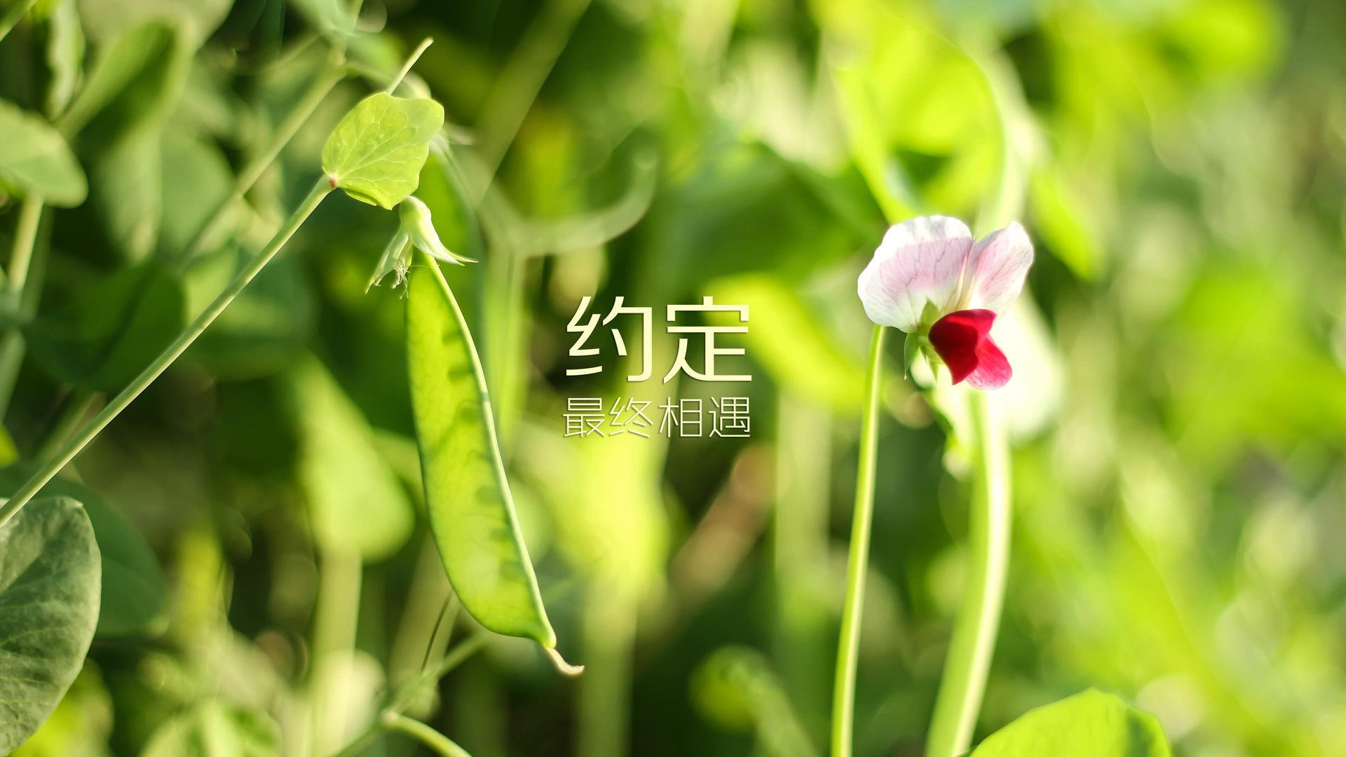 蓝武士的韧性，当东京德容导演了一场太极虎的黄昏之战